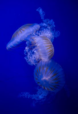 Jelly Fish