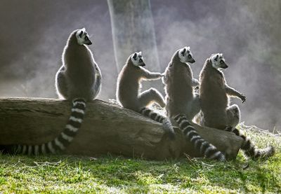 Lemurs - Look Right