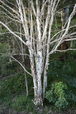 Old Paper Bark v2