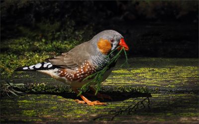 Zebra Finch