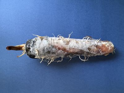 Decating Carrot