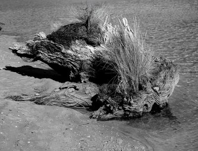 Dead Wood