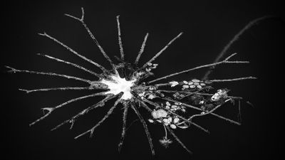 Decayed