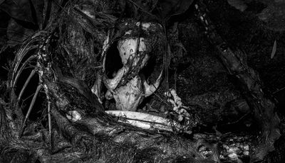 Decaying Kangaroo