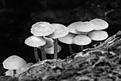 Foxground Fungi