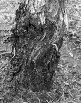 Infected Tree Stump