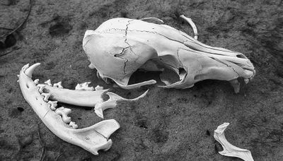 K9 Remains