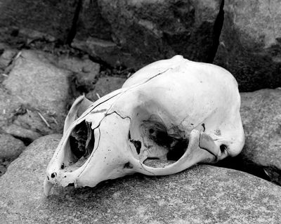 Seal Scull