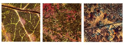 Autumn Leaves