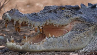 Crocodile Rotting Pearlys