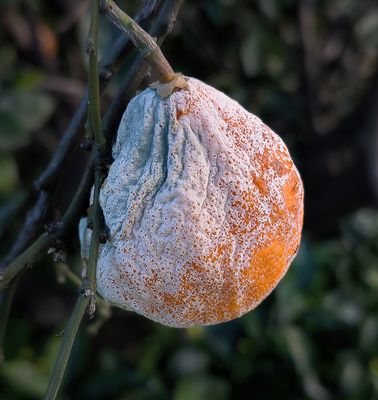 Decaying Orange
