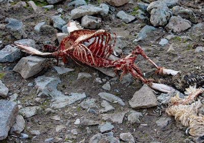 Decaying Seal
