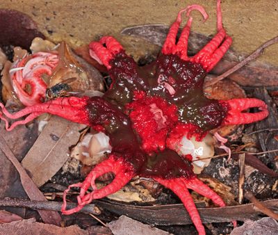 Stinkhorn