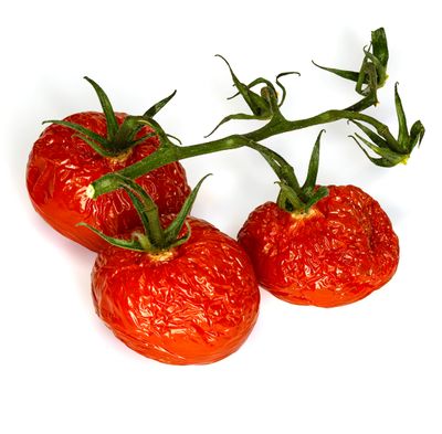 Three Decayed Tomatoes