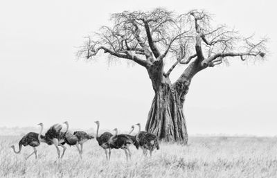 Africa