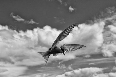 Arctic Tern