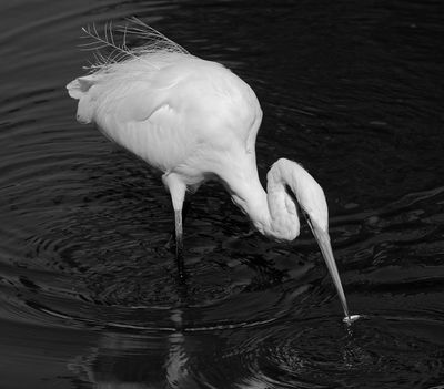 Intermediate Egret with Catch