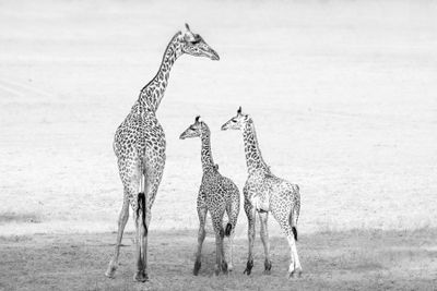 Mothers Protection