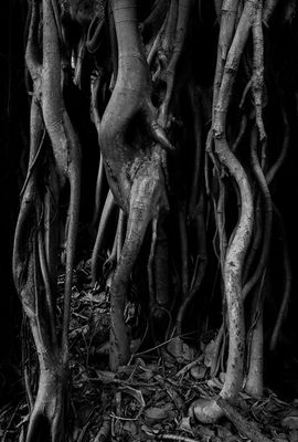 Tangled Roots