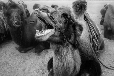 Yawning Camel