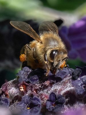 Bee Happy