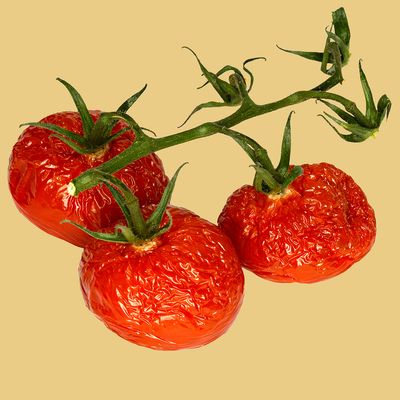 Decayed Tomatoes v3