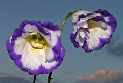 Late Light Flowers