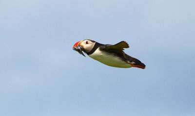 Puffin Returning with Eel Catch