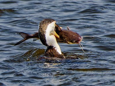 Whiskas Time for Cormorant