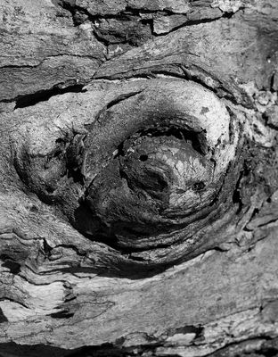 Face on Tree