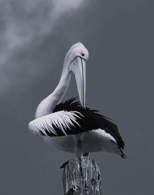 Preening Pelican