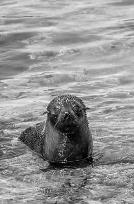 Seal
