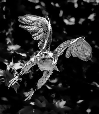 .Hawk Putting on a Show