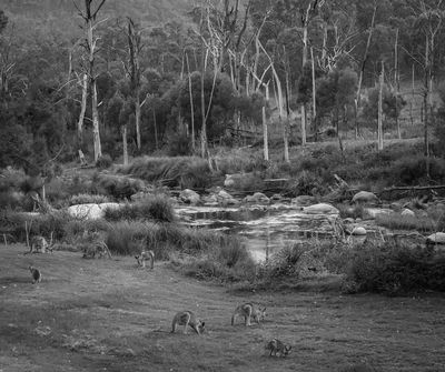 .Mann River