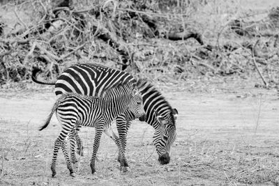 .Mother and Baby