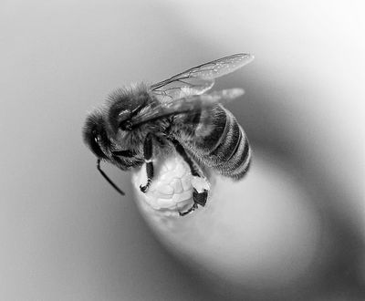 Bee Feeding