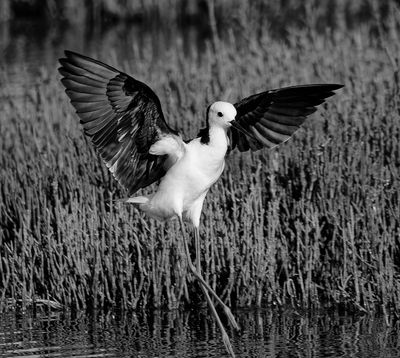 Black Winged Stilt Landing