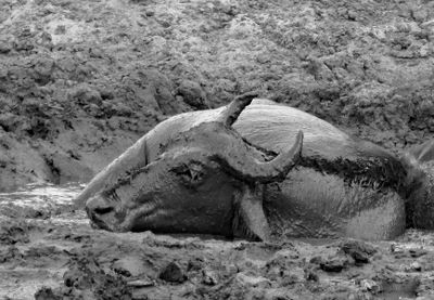 Bufflalo in Mud
