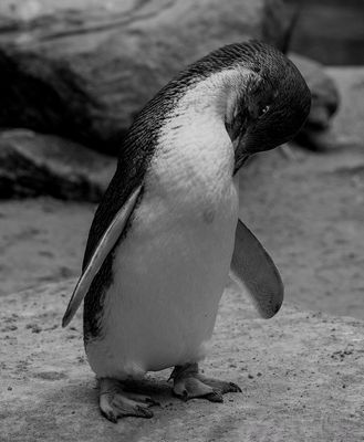 Little Penguin