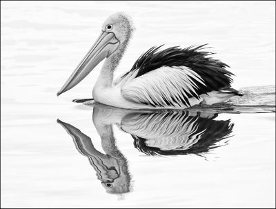 Pelican Reflection