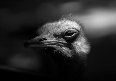 Sad Face