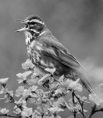 Singing Bird