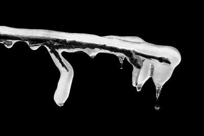 Thawing Icicle