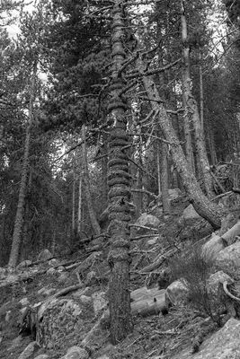 Woodpecker Territorial Marking