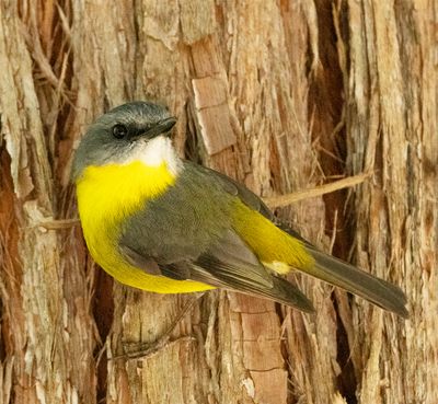 Eastern Yellow Robin