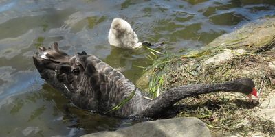 Feeding Together