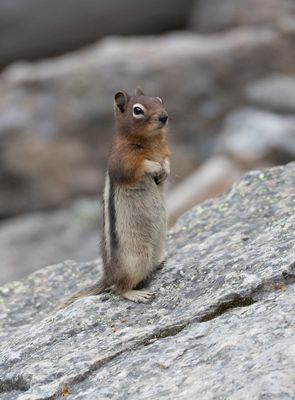Ground Squirrel
