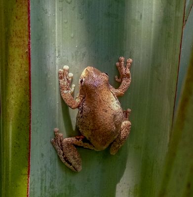 Tree Frog