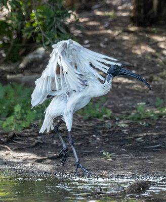 Australian White Ibis