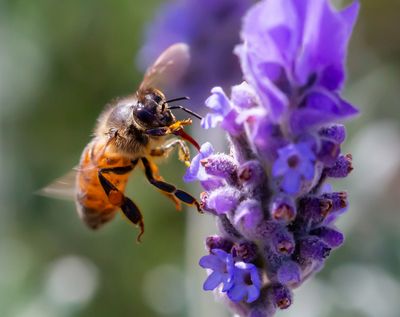 Busy Bee
